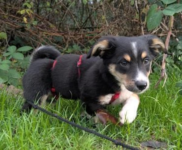 Kleine Polly❤ sucht liebevolles Heim