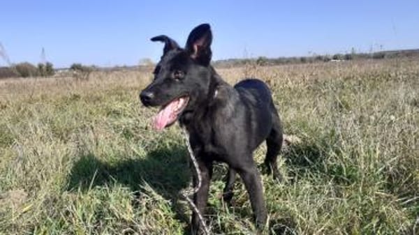 Rusty - junger Abenteurer sucht Familie