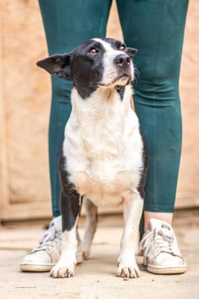 Benny, freundlicher Bub, ca. 4 Jahre, ca