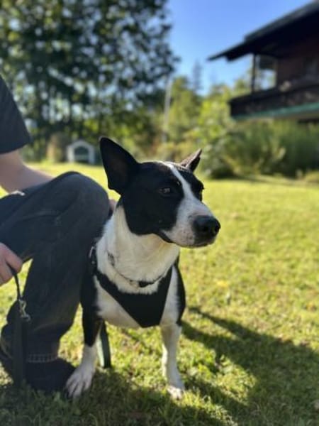 Benny, freundlicher Bub, ca. 4 Jahre, ca