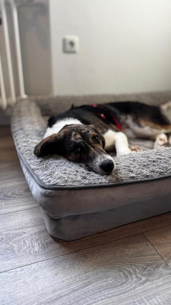 Zauberhafte Bini sucht ihre Menschen