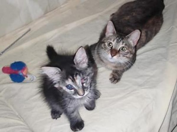 Nanetta sucht ihr Traumzuhause