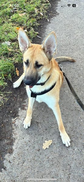 Fröhliche Kira sucht liebevolles Zuhause