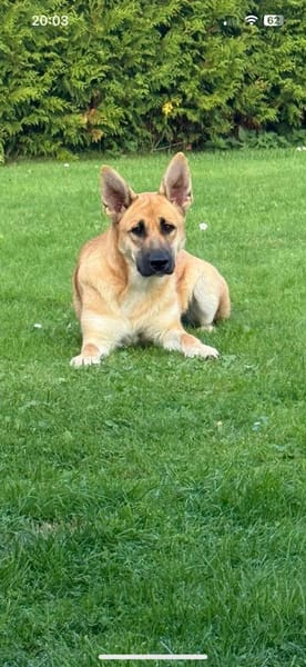 Fröhliche Kira sucht liebevolles Zuhause