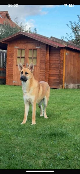 Fröhliche Kira sucht liebevolles Zuhause