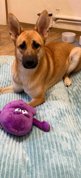 Fröhliche Kira sucht liebevolles Zuhause