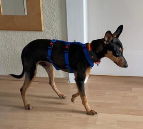 Vulcano1 sucht ein Zuhause