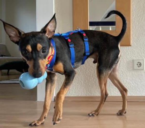 Vulcano1 sucht ein Zuhause