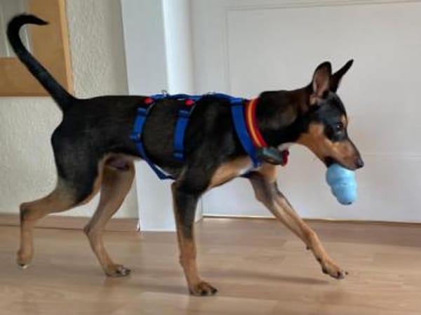 Vulcano1 sucht ein Zuhause