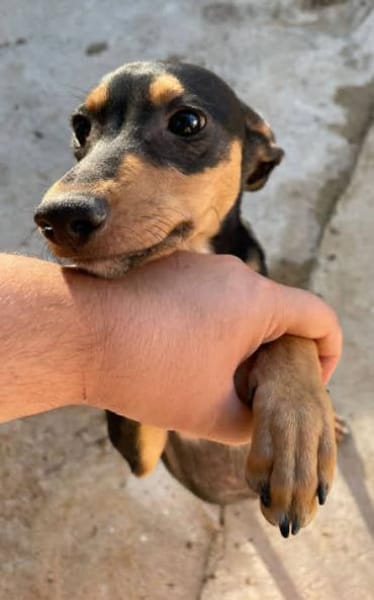 Vulcano1 sucht ein Zuhause