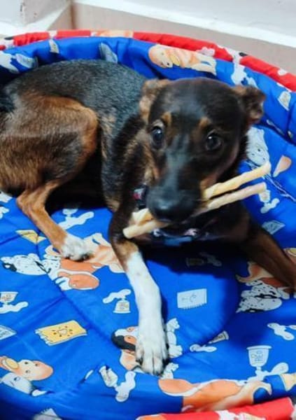 Yoko1 sucht ein Zuhause