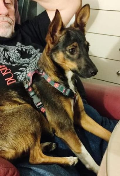 Yoko1 sucht ein Zuhause