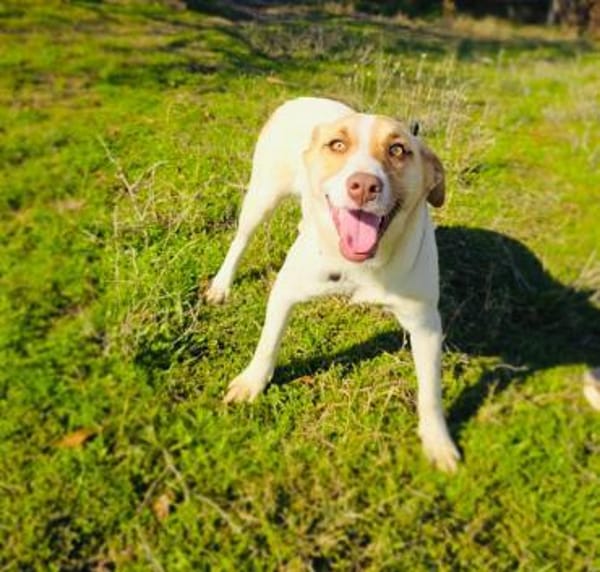 Verschmuste und sehr liebe Leonie