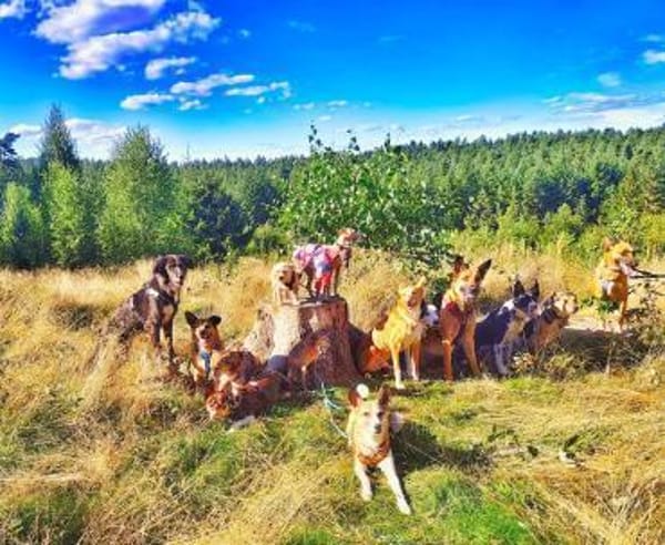 Lucy, kluge Hündin sucht ihr Zuhause