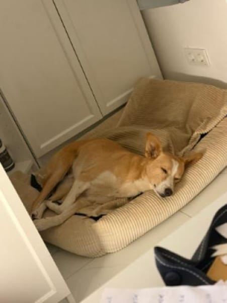 Sammy, stubenreiner Engel, ca. 5 Jahre