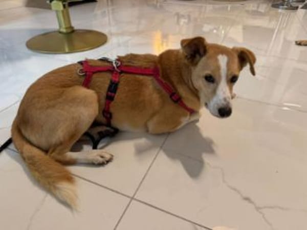 Sammy, stubenreiner Engel, ca. 5 Jahre