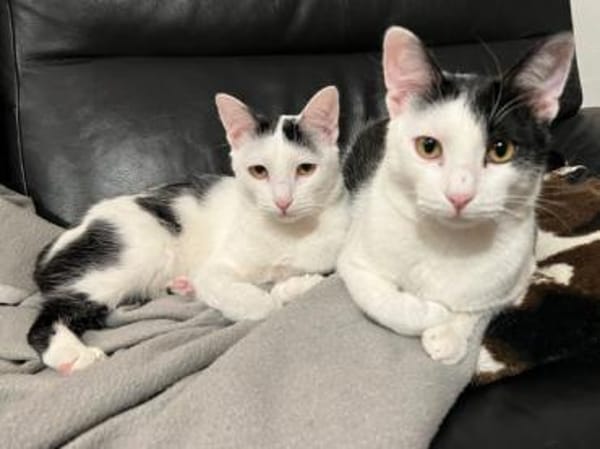 Dave, ruhiger Schmuser, 1 Jahr in 82054