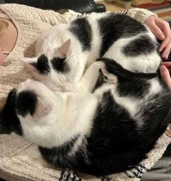 Dave, ruhiger Schmuser, 1 Jahr in 82054