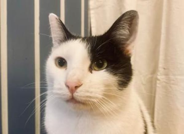 Dave, ruhiger Schmuser, 1 Jahr in 82054