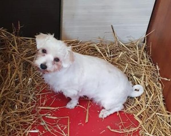 Malteser  Mädchen sucht Pflegestelle