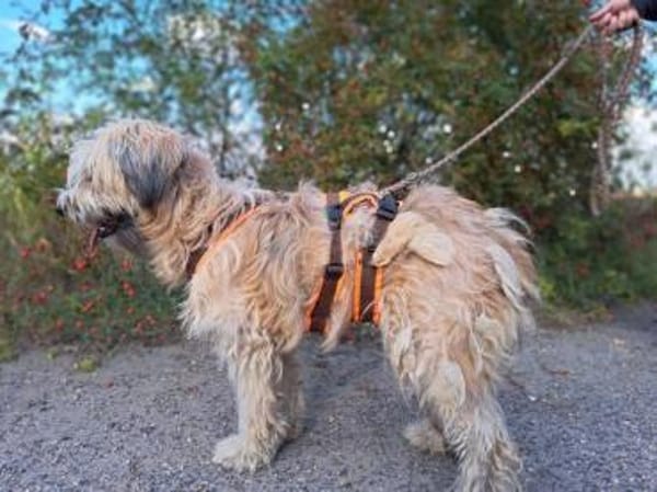 Püppi, schüchterne Hundedame, 1J 45468