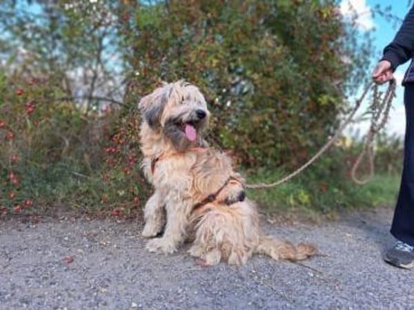 Püppi, schüchterne Hundedame, 1J 45468