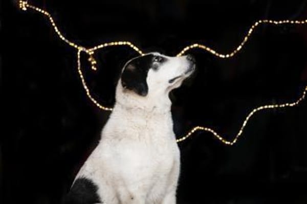 Junge Hündin Ellie sucht ein Zuhause