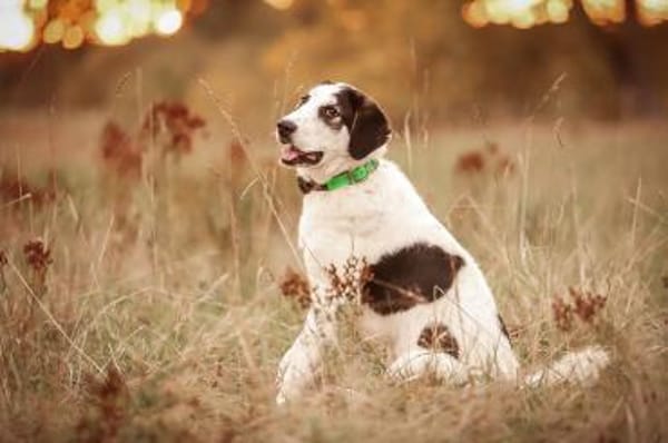 Junge Hündin Ellie sucht ein Zuhause