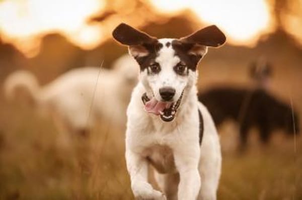 Junge Hündin Ellie sucht ein Zuhause