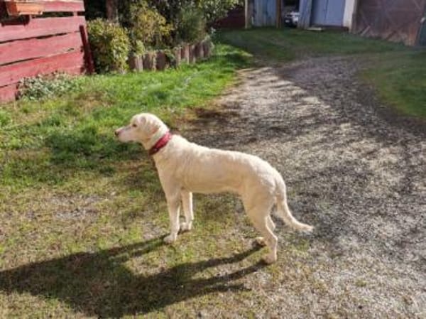 Chopper sucht sein Traumzuhause