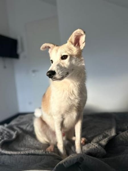 Lino, gelehrig, verspielt, gut verträgl.