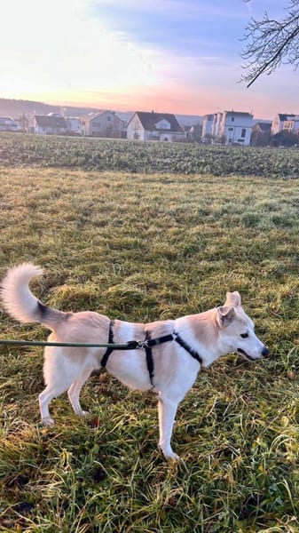 Lino, gelehrig, verspielt, gut verträgl.