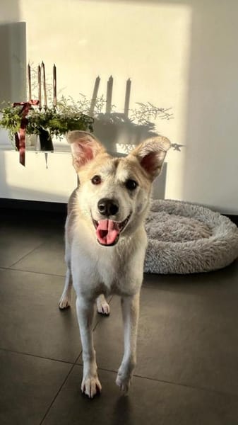 Lino, gelehrig, verspielt, gut verträgl.