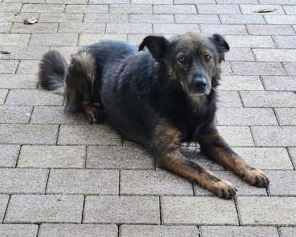 Rettest du mich ? DRINGEND