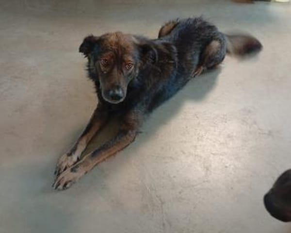 Rettest du mich ? DRINGEND