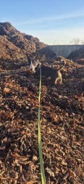 🐾Chatakterstarke Mini Bullterrierin