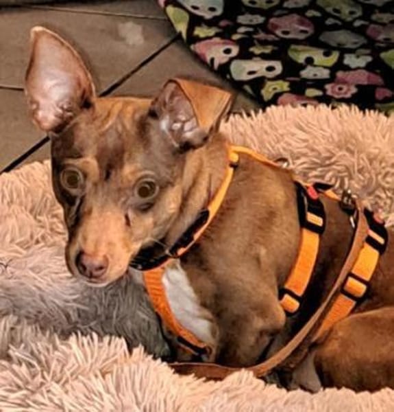 India4 sucht ein Zuhause