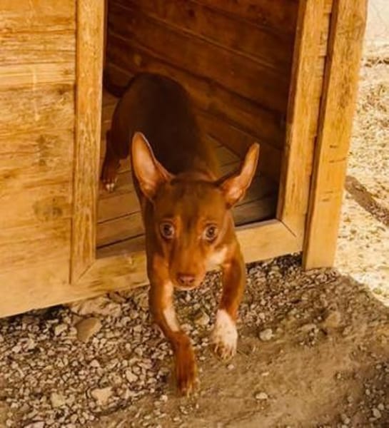 India4 sucht ein Zuhause