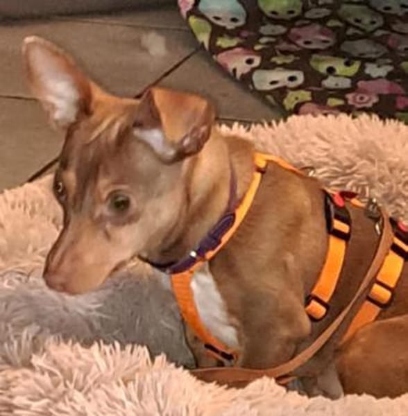 India4 sucht ein Zuhause