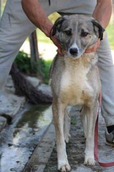 Momo - liebenswert u. sehr verschmust