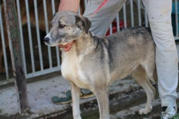 Momo - liebenswert u. sehr verschmust