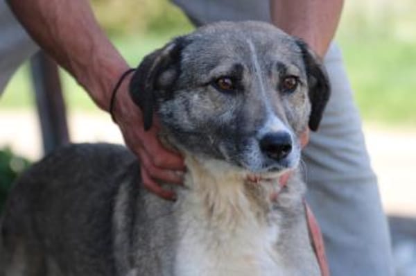 Momo - liebenswert u. sehr verschmust