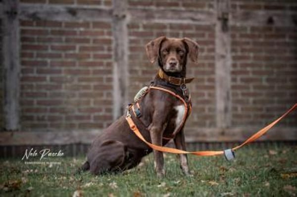 Mira - ist freiheitsliebend