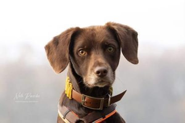 Mira - ist freiheitsliebend