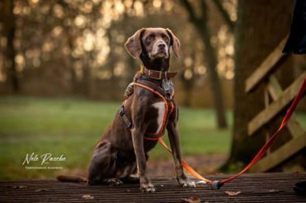 Mira - ist freiheitsliebend