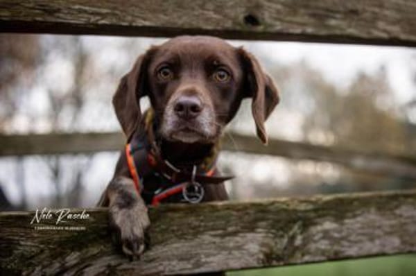 Mira - ist freiheitsliebend