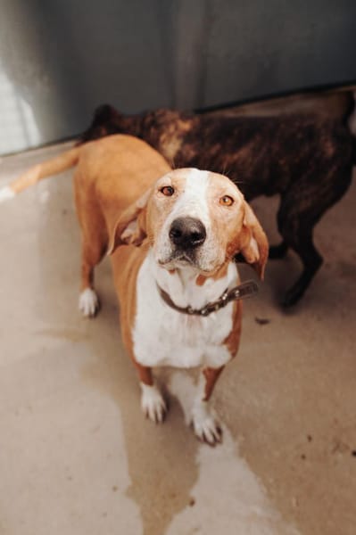 Wer schenkt Peggy ein Zuhause fürs Leben