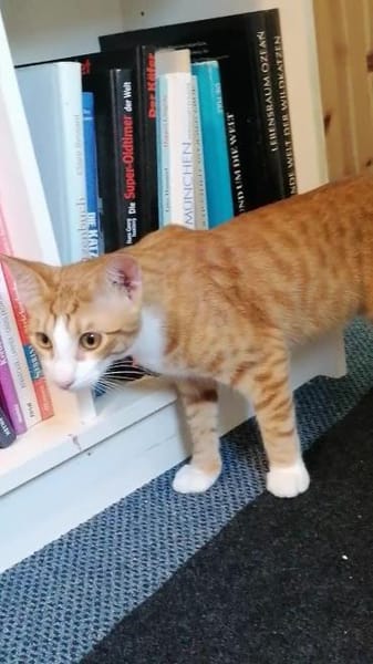 Chilli & Pimenton  Zwei rote Jungkater