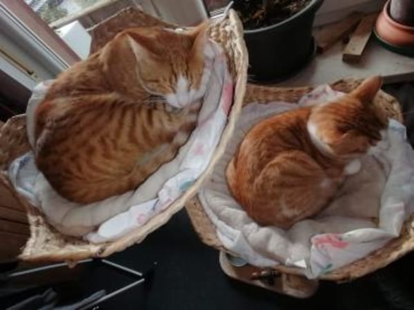 Chilli & Pimenton  Zwei rote Jungkater