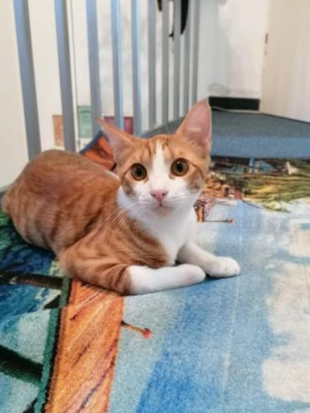 Chilli & Pimenton  Zwei rote Jungkater